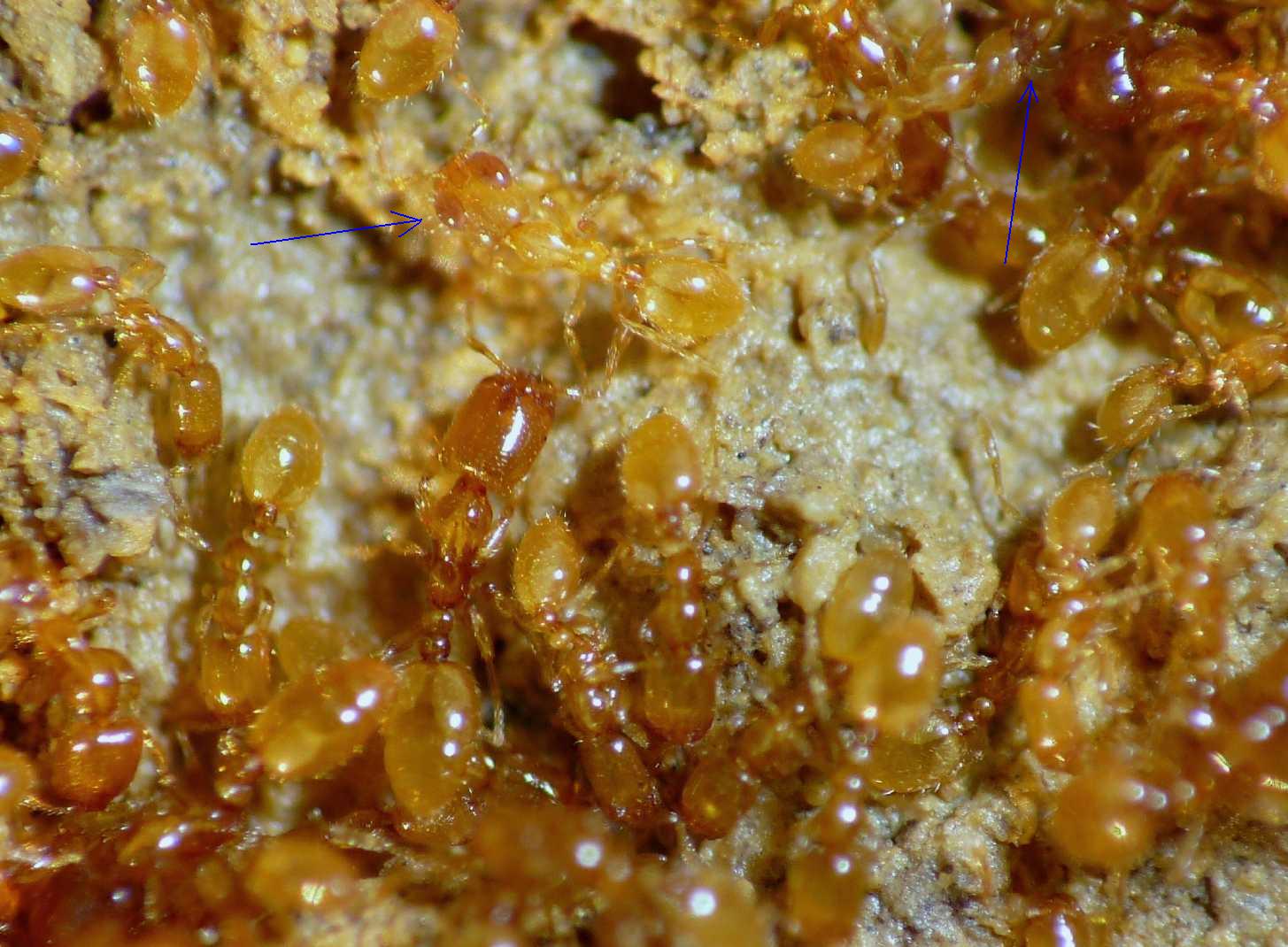 Acari (Mesostigmata) ospiti delle formiche Solenopsis